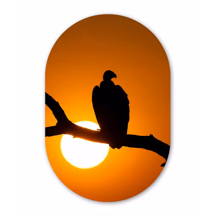 Gier - Tak - Zon - Oranje Wandcirkel Ovaal Forex klein -3d
