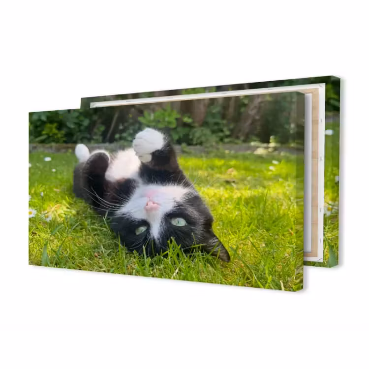 cb94ec79-1e31-42a0-a95b-f99a81844baa.webp