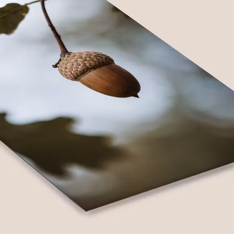 Eikel - Eikenblad - Bos - Herfst - Natuur fotolijst zwart zonder passe partout klein -zsfeer6
