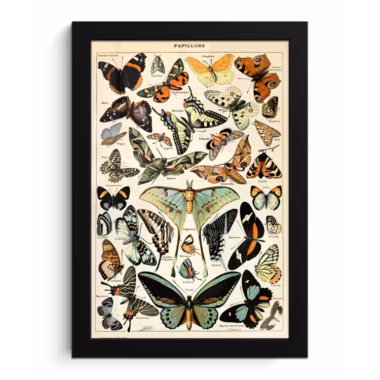 Adolphe Millot - Vlinder - Dieren - Insecten - Vintage fotolijst zwart zonder passe partout klein -3d