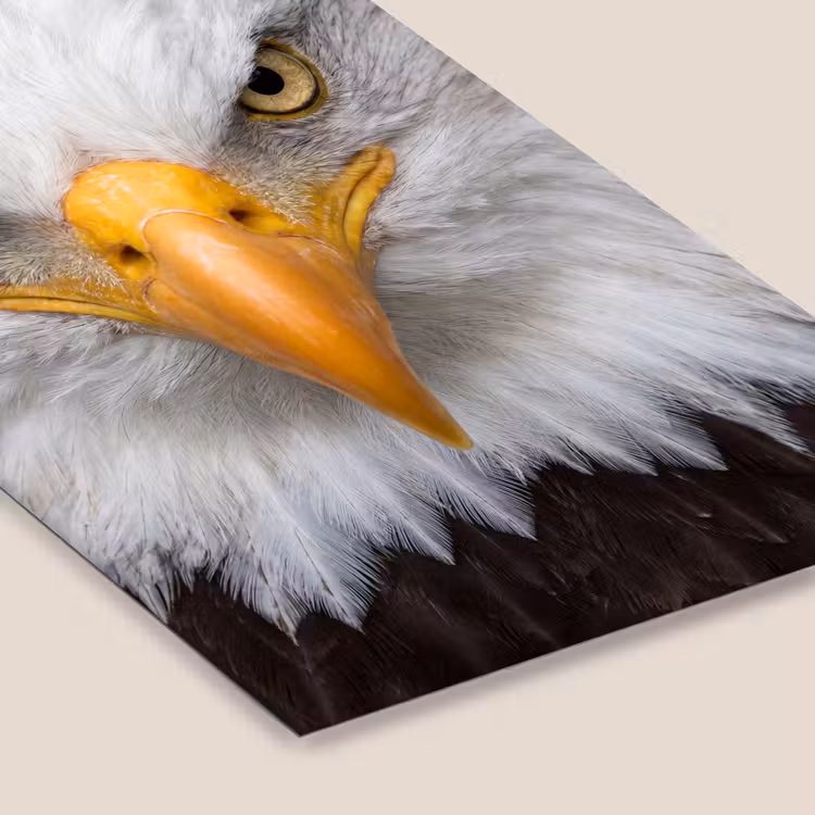 Amerikaans - Zeearend - Portret - Geel fotolijst zwart zonder passe partout klein -zsfeer6