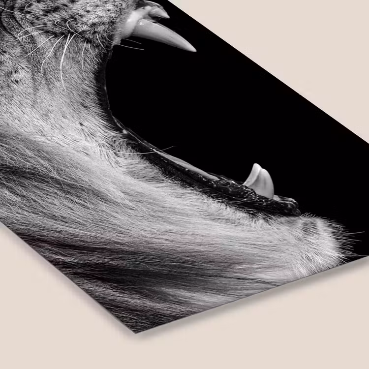 Dieren - Leeuw - Zwart - Wit - Portret fotolijst zwart zonder passe partout klein -zsfeer6