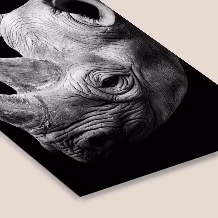 Dieren - Neushoorn - Zwart - Wit - Portret fotolijst zwart zonder passe partout klein -zsfeer6