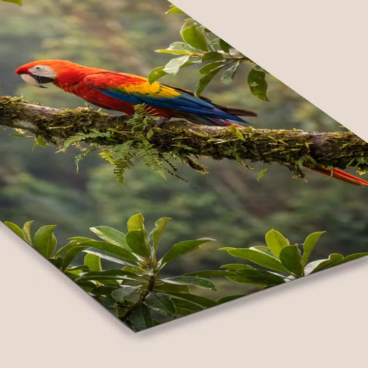 Ara - Jungle - Rood fotolijst zwart zonder passe partout klein -zsfeer6