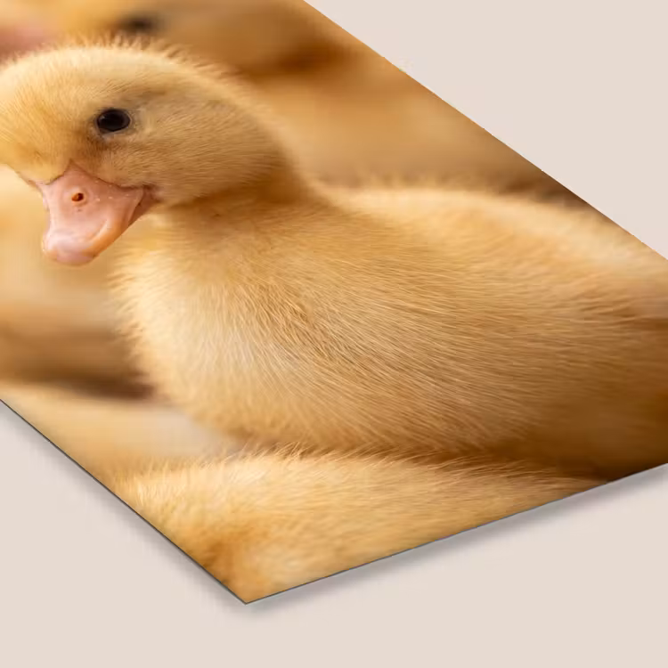 Pijltje - Eend - Natuur - Geel fotolijst zwart zonder passe partout klein -zsfeer6