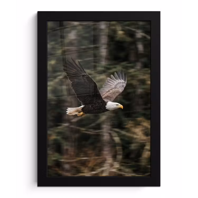 Zeearend - Vliegen - Bos - Natuur fotolijst zwart zonder passe partout klein -3d