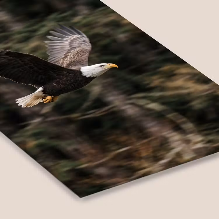 Zeearend - Vliegen - Bos - Natuur fotolijst zwart zonder passe partout klein -zsfeer6