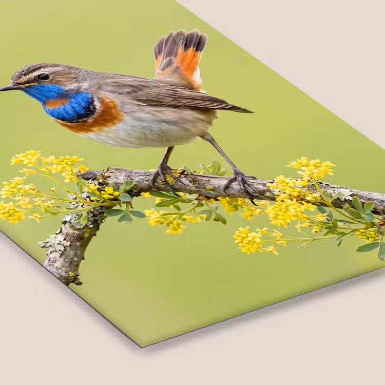 Vogel - Tak - Natuur - Kleurrijk fotolijst zwart zonder passe partout klein -zsfeer6