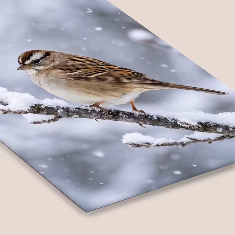 Vogel - Tak - Sneeuw - Winter fotolijst zwart zonder passe partout klein -zsfeer6