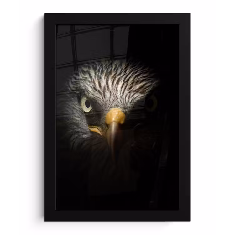 Vogel - Adelaar - Roofvogels - Oog - Snavel - Licht fotolijst zwart zonder passe partout klein -3d