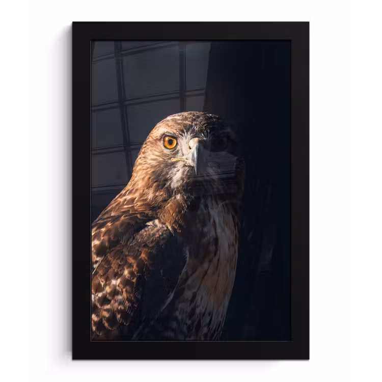Roofvogel - Buizerd - Bruin fotolijst zwart zonder passe partout klein -3d