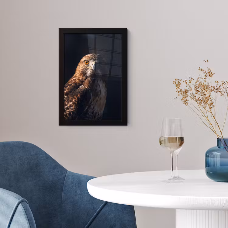 Roofvogel - Buizerd - Bruin fotolijst zwart zonder passe partout klein -sfeer4