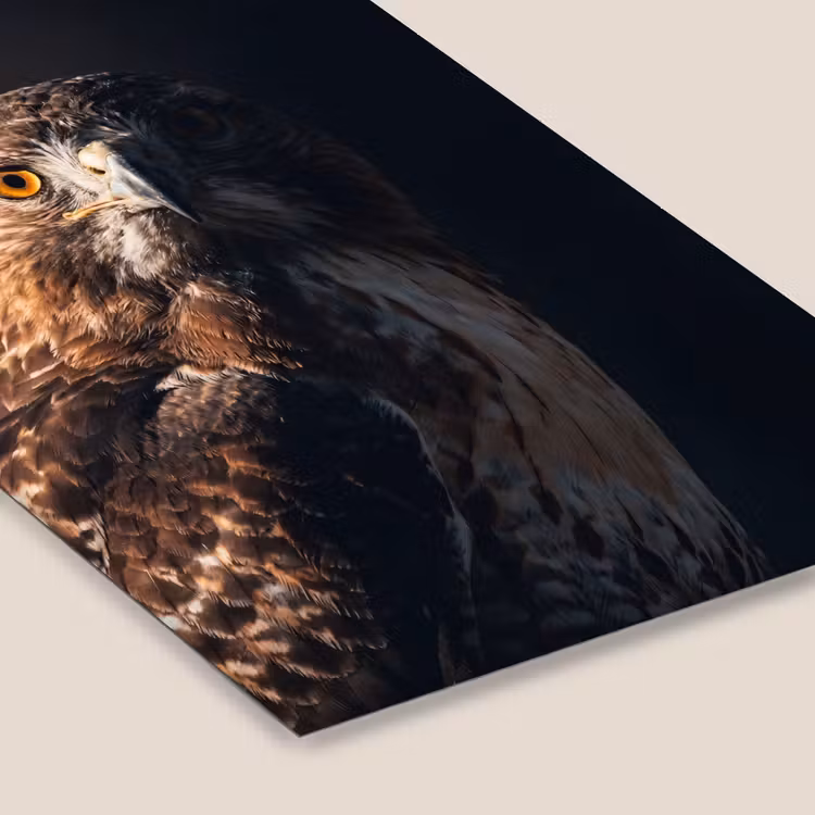 Roofvogel - Buizerd - Bruin fotolijst zwart zonder passe partout klein -zsfeer6