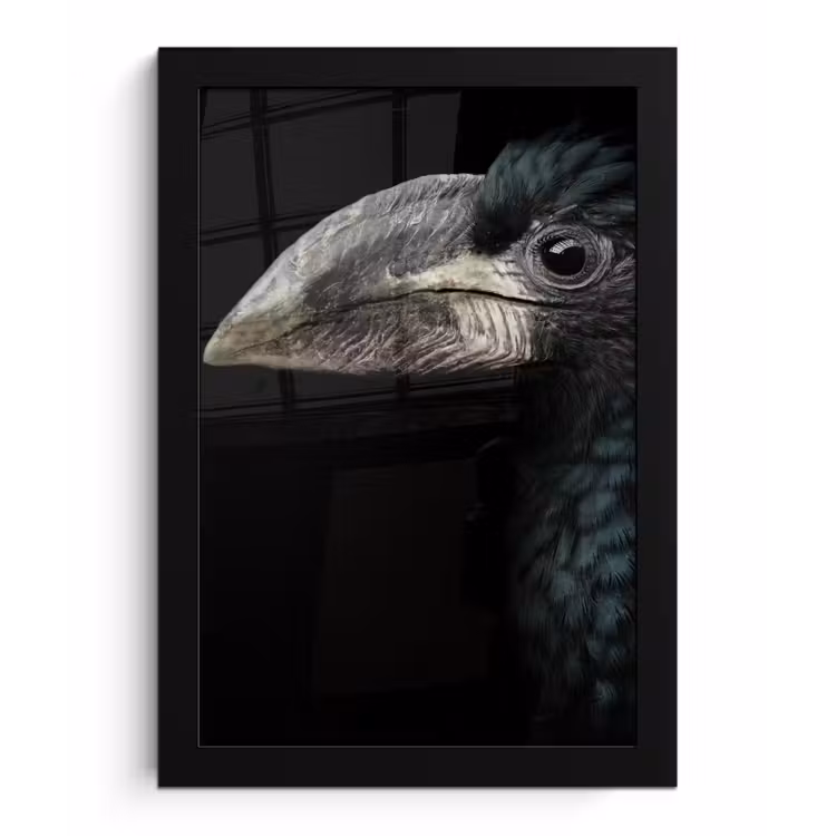 Vogel - Portret - Neushoornvogel - Zwart - Dieren fotolijst zwart zonder passe partout klein -3d