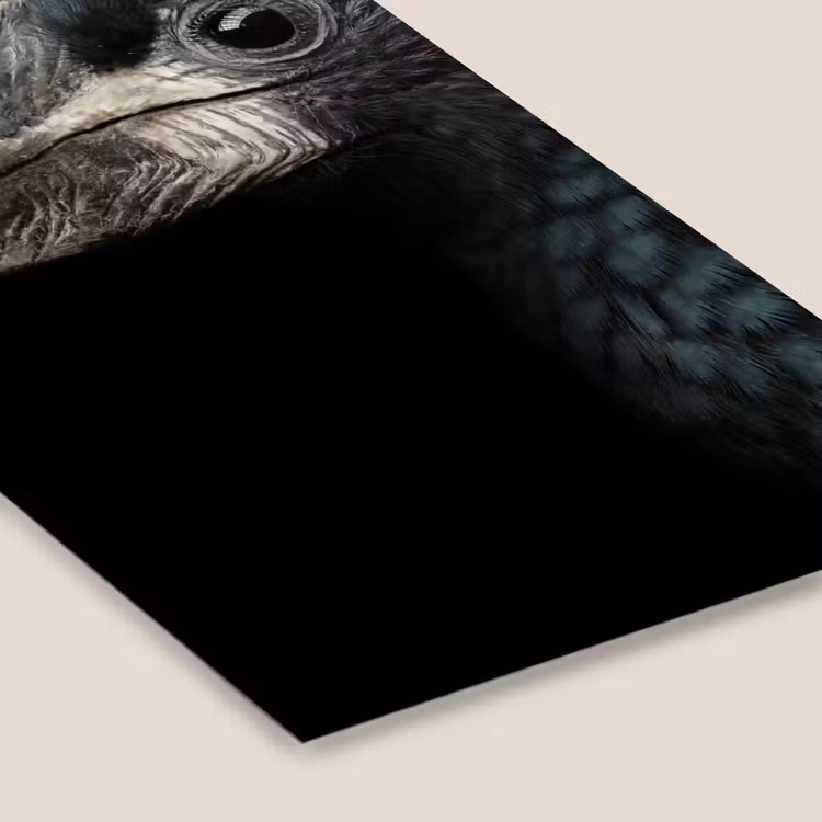 Vogel - Portret - Neushoornvogel - Zwart - Dieren fotolijst zwart zonder passe partout klein -zsfeer6