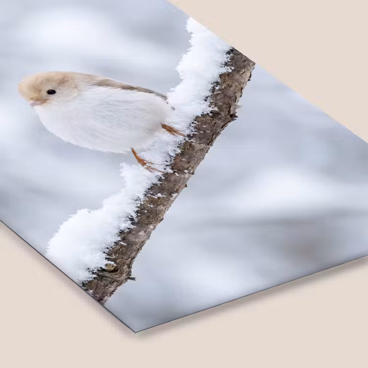 Vogeltje - Sneeuw - Tak - Winter - Zacht fotolijst zwart zonder passe partout klein -zsfeer6