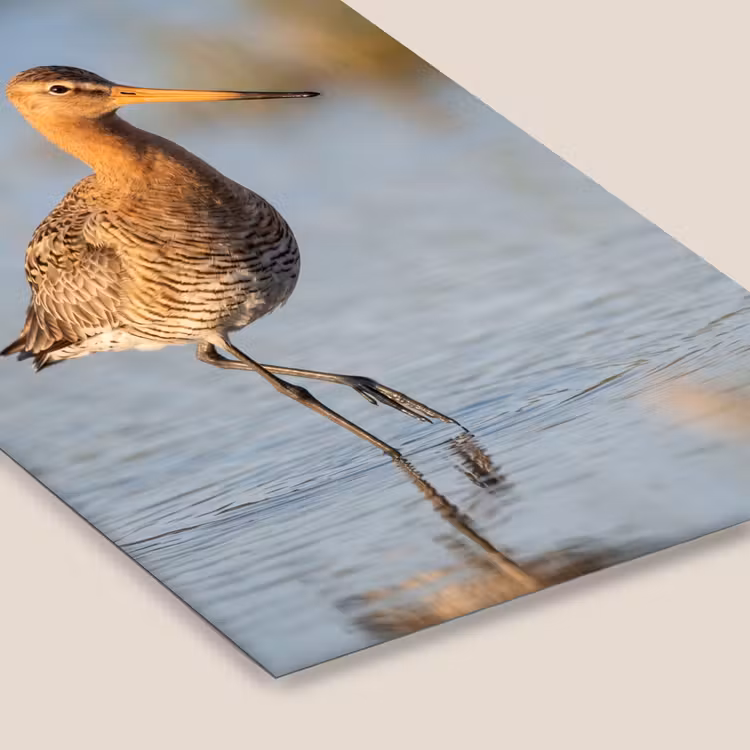Vogel - Steltloper - Water - Natuur fotolijst zwart zonder passe partout klein -zsfeer6