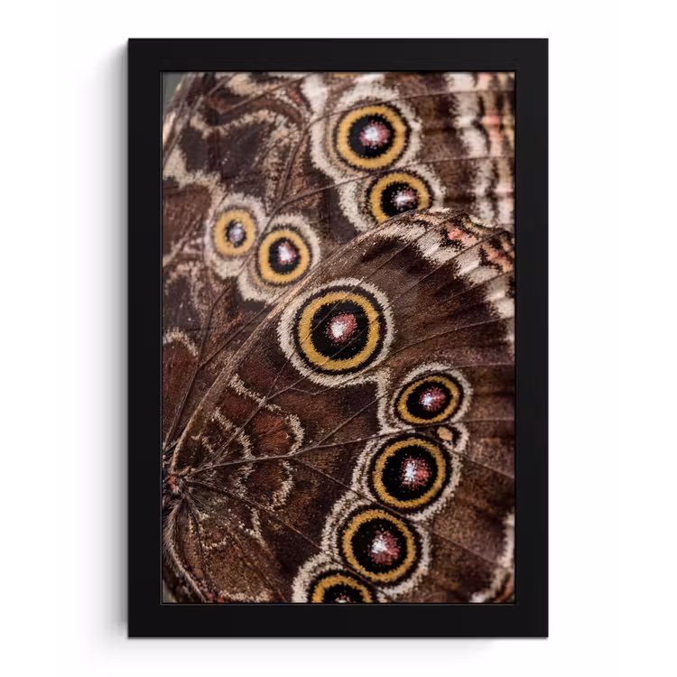 Vlinder - Vleugel - Abstract fotolijst zwart zonder passe partout klein -3d