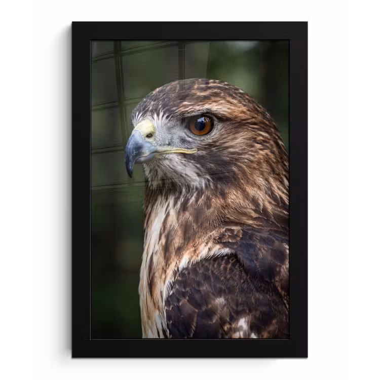 Buizerd - Roofvogel - Natuur - Bruin fotolijst zwart zonder passe partout klein -3d