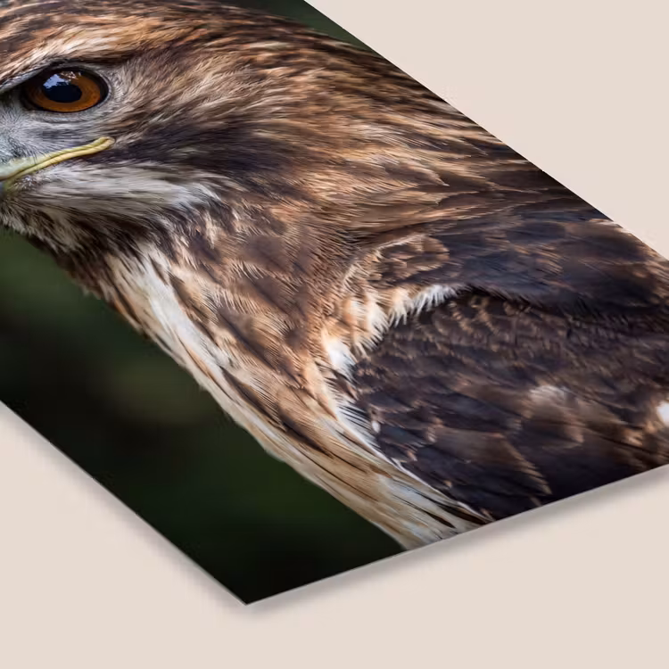 Buizerd - Roofvogel - Natuur - Bruin fotolijst zwart zonder passe partout klein -zsfeer6
