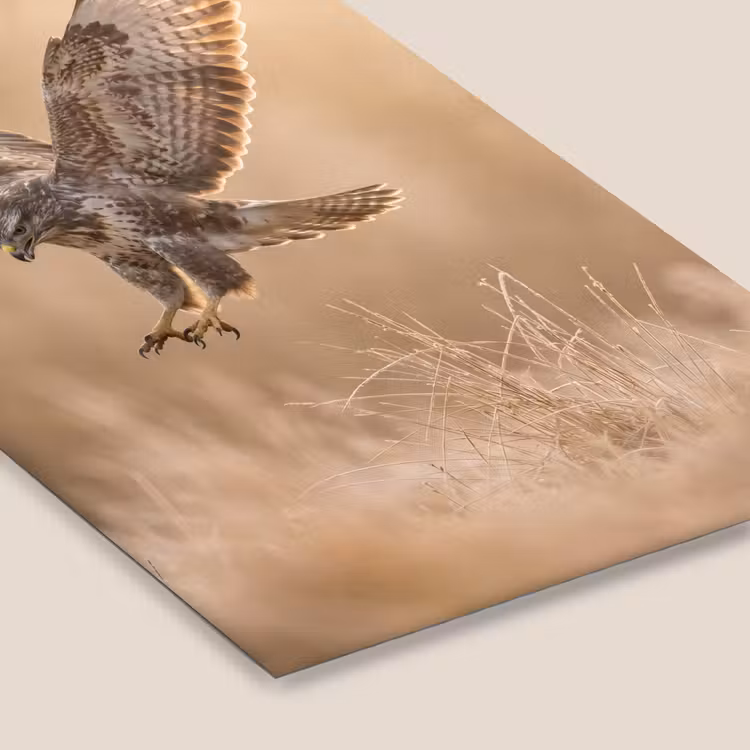 Buizerd - Roofvogel - Natuur - Bruin fotolijst zwart zonder passe partout klein -zsfeer6