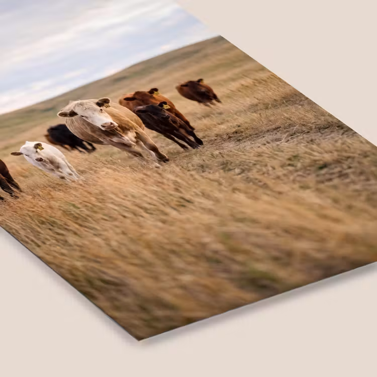 Runderen - Kudde - Landschap - Weide - Rustig fotolijst zwart zonder passe partout klein -zsfeer6