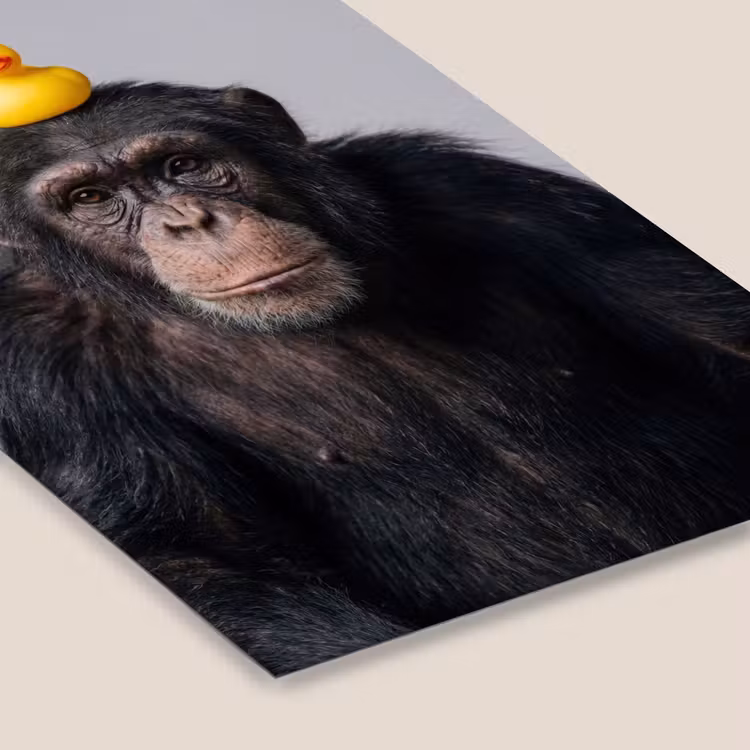 Chimpansee - Badeend - Grijs fotolijst zwart zonder passe partout klein -zsfeer6