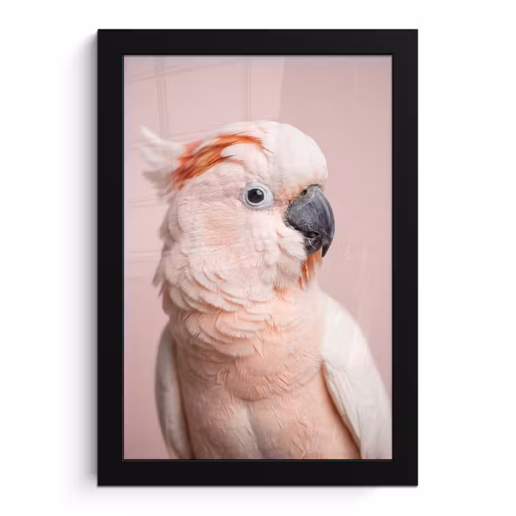 Kaketoe - Portret - Roze fotolijst zwart zonder passe partout klein -3d