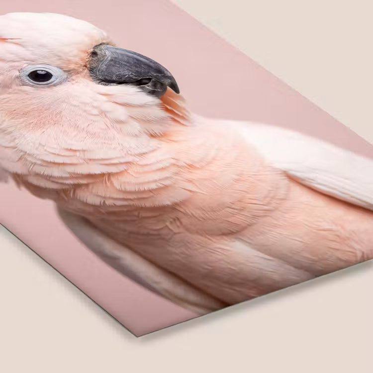 Kaketoe - Portret - Roze fotolijst zwart zonder passe partout klein -zsfeer6