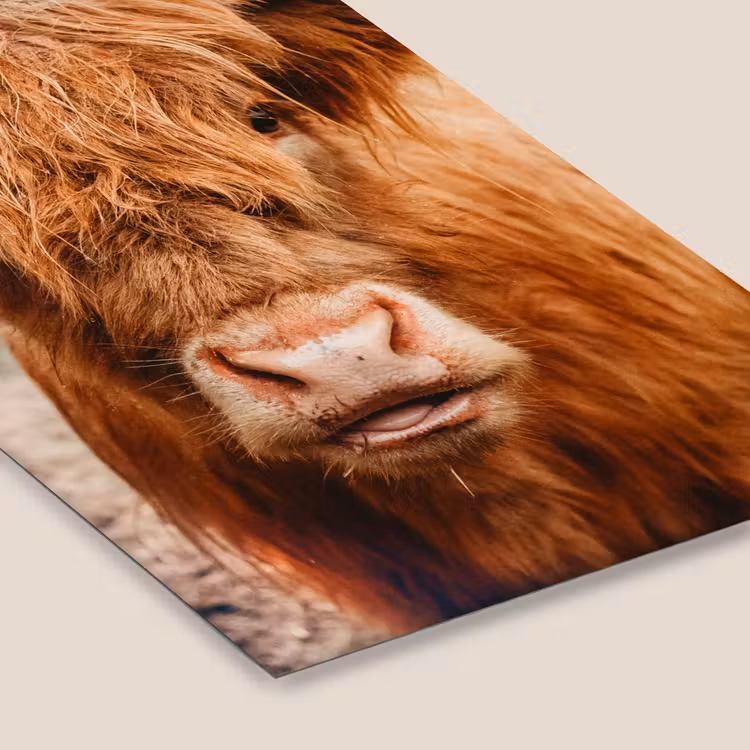 Koe- Schotse hooglander - Hoorns - Bruin - Landschap fotolijst zwart zonder passe partout klein -zsfeer6