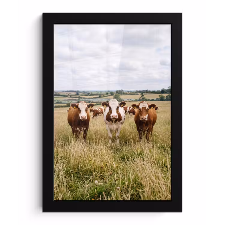 Koeien - Portret - Weide - Boerderij - Nieuwsgierig fotolijst zwart zonder passe partout klein -3d