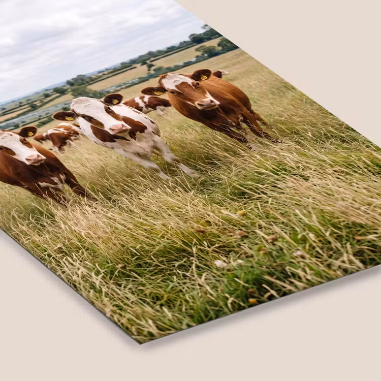 Koeien - Portret - Weide - Boerderij - Nieuwsgierig fotolijst zwart zonder passe partout klein -zsfeer6