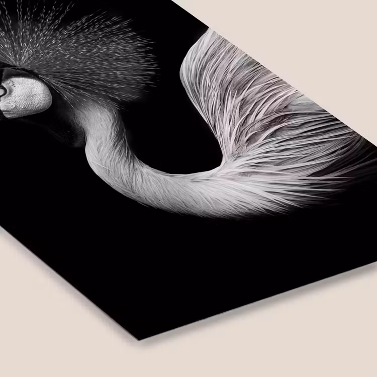 Kraanvogel - Zwart - Wit - Vogel - Dieren fotolijst zwart zonder passe partout klein -zsfeer6