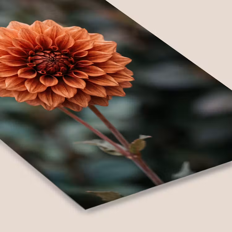 Dahlia - Bloem - Natuur - Sfeervol fotolijst zwart zonder passe partout klein -zsfeer6