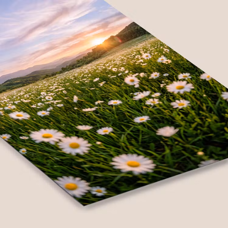 Madelief - Veld - Heuvels - Groen fotolijst zwart zonder passe partout klein -zsfeer6