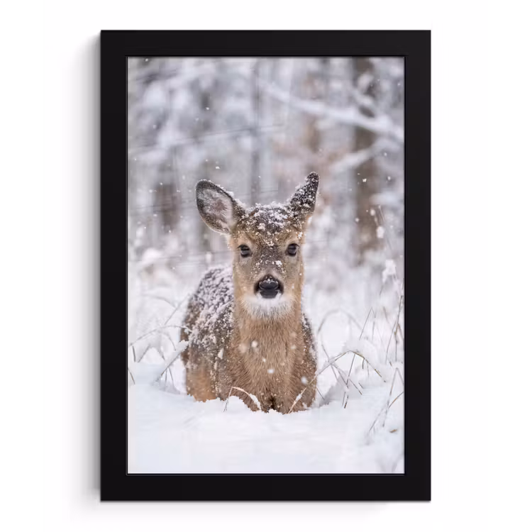 Hert - Sneeuw - Bos - Dieren - Vertederend fotolijst zwart zonder passe partout klein -3d