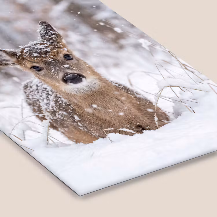Hert - Sneeuw - Bos - Dieren - Vertederend fotolijst zwart zonder passe partout klein -zsfeer6