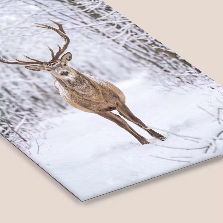 Hert - Winter - Bos - Natuur - Wit fotolijst zwart zonder passe partout klein -zsfeer6