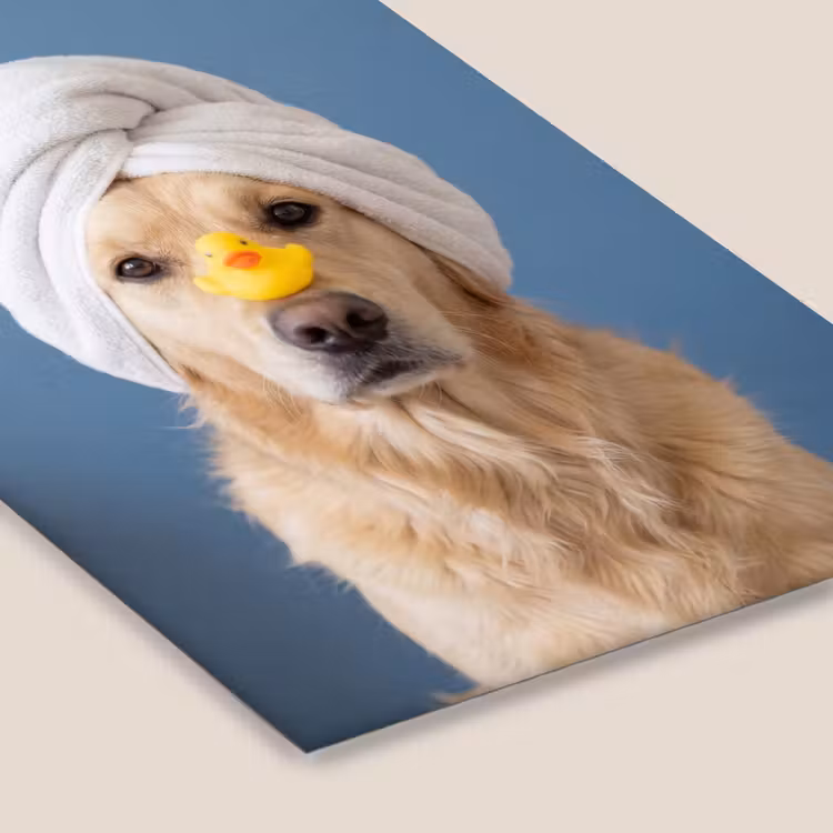 Hond - Badeend - Geel fotolijst zwart zonder passe partout klein -zsfeer6
