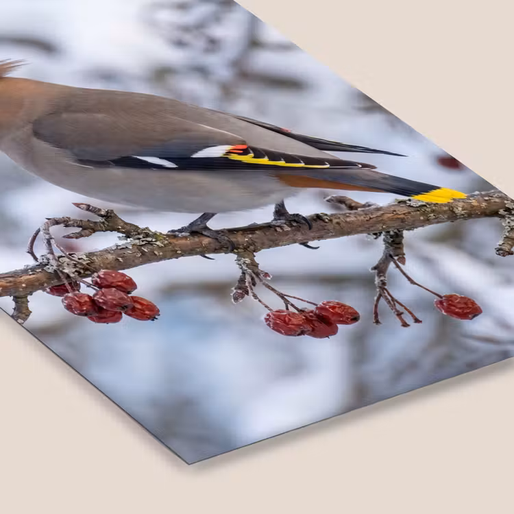 Pestvogel - Bessen - Winter - Natuur fotolijst zwart zonder passe partout klein -zsfeer6