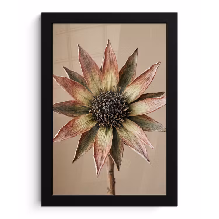 Droogbloem - Protea - Vintage - Beige - Rustiek fotolijst zwart zonder passe partout klein -3d