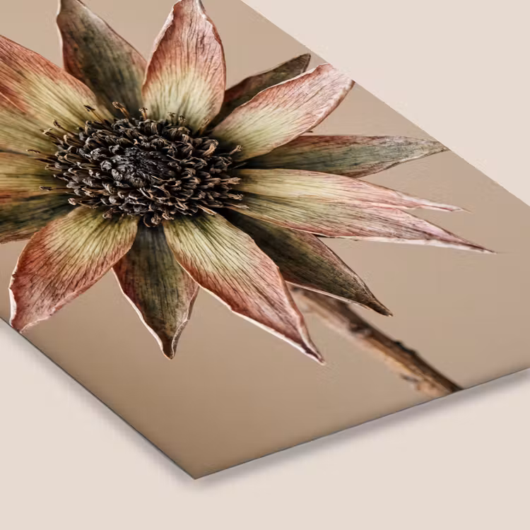 Droogbloem - Protea - Vintage - Beige - Rustiek fotolijst zwart zonder passe partout klein -zsfeer6