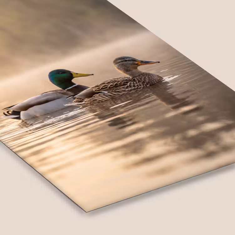 Eenden - Water - Mist - Natuur fotolijst zwart zonder passe partout klein -zsfeer6
