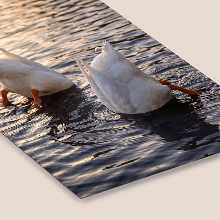 Eenden - Water - Natuur fotolijst zwart zonder passe partout klein -zsfeer6