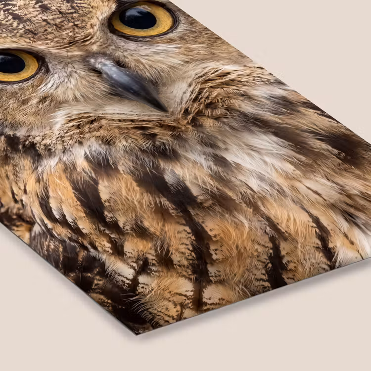 Oehoe - Uil - Portret - Bruin fotolijst zwart zonder passe partout klein -zsfeer6