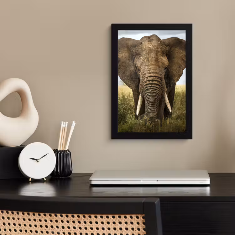 Olifant - Natuur - Gras - Dieren - Landschap fotolijst zwart zonder passe partout klein -sfeer1