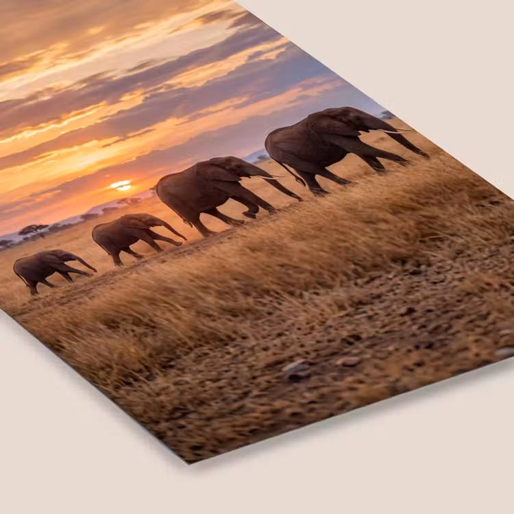 Olifanten - Savanne - Zonsondergang - Afrika - Warm fotolijst zwart zonder passe partout klein -zsfeer6