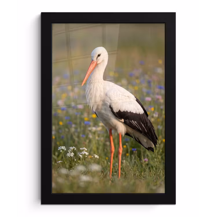 Ooienvaar - Bloemen - Weide - Kleurrijk fotolijst zwart zonder passe partout klein -3d
