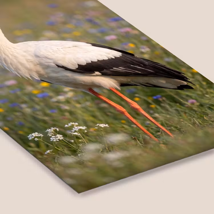 Ooienvaar - Bloemen - Weide - Kleurrijk fotolijst zwart zonder passe partout klein -zsfeer6