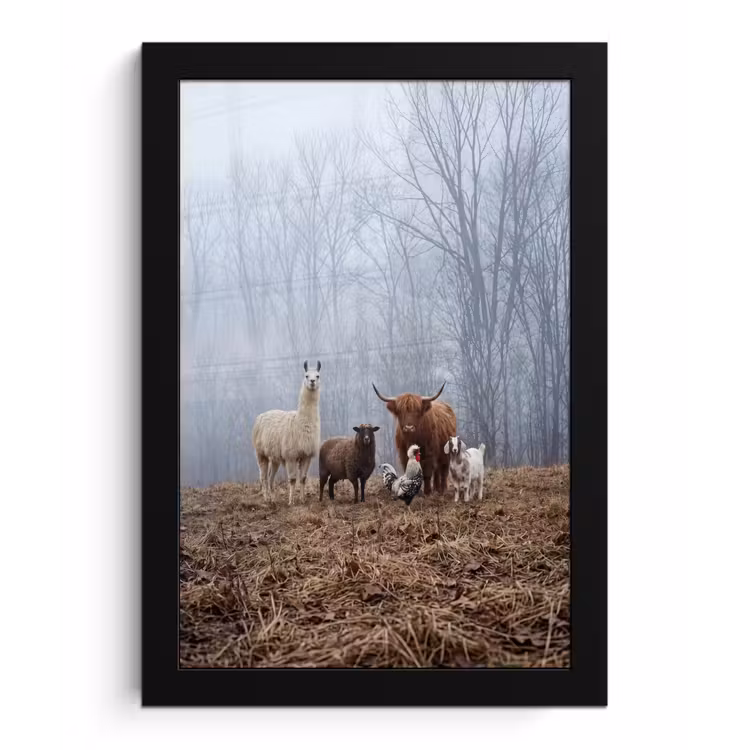 Boerderijdieren - Groep - Mist - Natuur - Rustiek fotolijst zwart zonder passe partout klein -3d